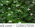 White flowers of Houttuynia cordata blooming in June 126617056