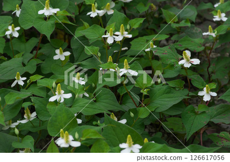 White flowers of Houttuynia cordata blooming in June 126617056