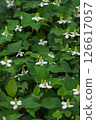White flowers of Houttuynia cordata blooming in June 126617057
