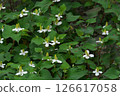 White flowers of Houttuynia cordata blooming in June 126617058