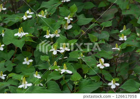 White flowers of Houttuynia cordata blooming in June 126617058