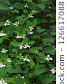 White flowers of Houttuynia cordata blooming in June 126617088