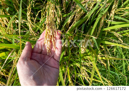 糯米穗 126617172
