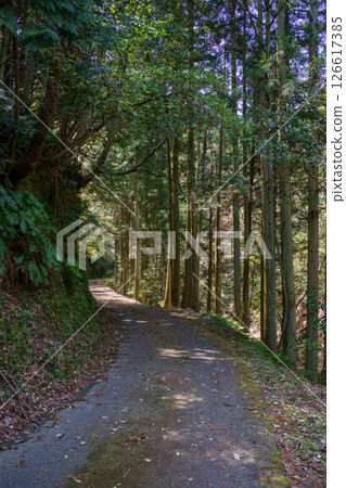 通往森林的狹窄山路 126617385