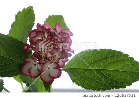 Cute hydrangea variety Mikako Cute hydrangea variety Mikako 126617531