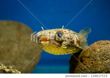 Halocenbon puffer 126617533