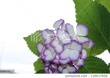 可愛的繡球花品種“Mikako” 126617608