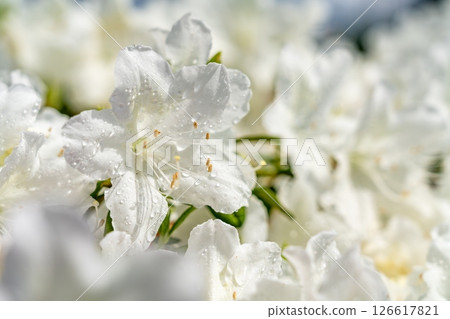 純白的杜鵑花 126617821