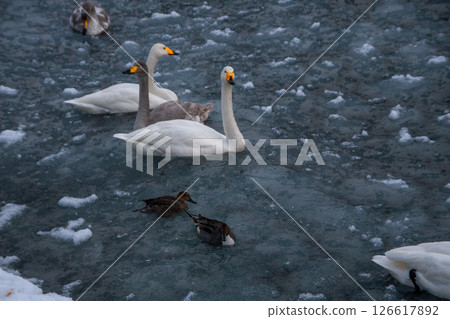 Lake Kussharo Swan 126617892