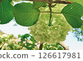 White hydrangea 126617981
