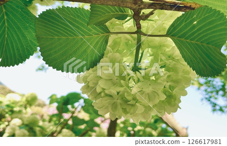 白色繡球花 白色繡球花 126617981