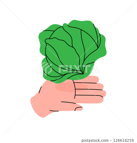 Hand holding a leafy green cabbage. Healthy eating, vegan food concept. Organic farm vegetable. Vector illustration. 126618258