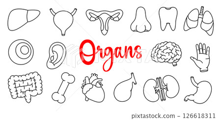 Set of human organs. Heart, kidneys, gallbladder, intestines, tooth, brain, lungs, stomach, liver, reproductive system, hand. Human organs anatomy. 126618311