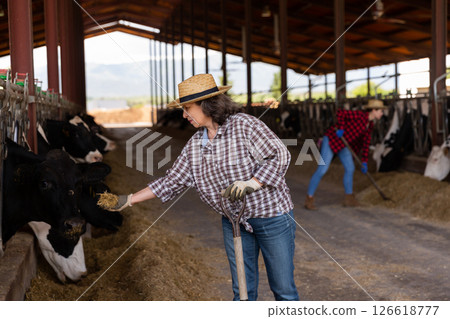 Elderly female farmer feeding cow with hay from hand Elderly female farmer feeding cow with hay from hand 126618777