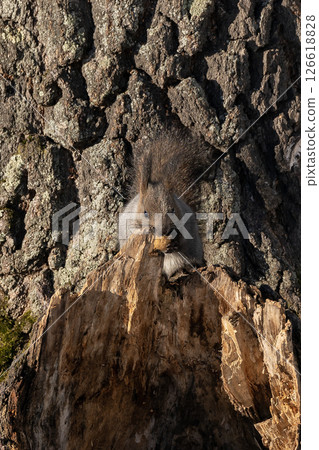 A grey squirrel with a brown tail sits on a birch branch in winter. A grey squirrel with a brown tail sits on a birch branch in winter. 126618828