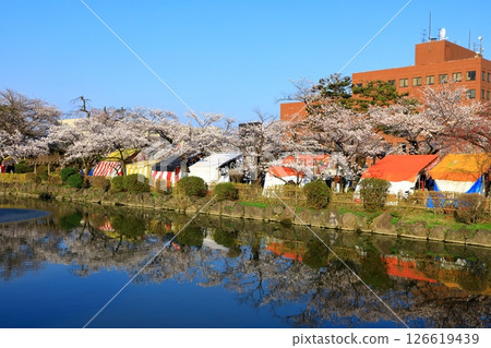 鶴岡公園:櫻花盛開 鶴岡公園:櫻花盛開 126619439