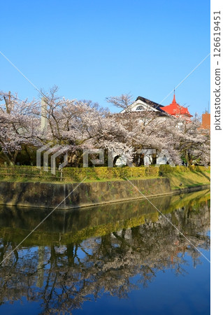 Tsuruoka Park: Cherry blossoms in full bloom Tsuruoka Park: Cherry blossoms in full bloom 126619451