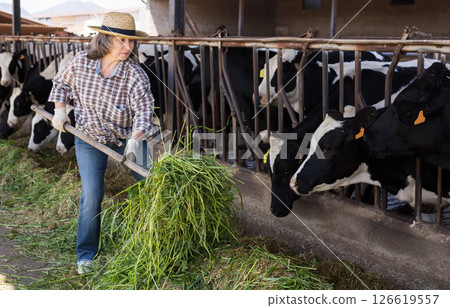 An elderly farm owner feeds fresh grass to cows in barn 126619557