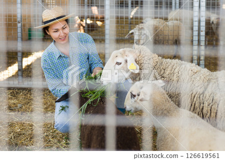 Smiling asian woman livestock breeder feeding sheeps 126619561