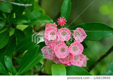 粉紅色的卡米亞 粉紅色的卡米亞 126619698