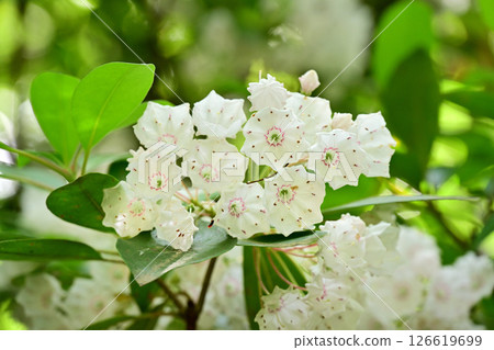 白卡爾米耶 126619699