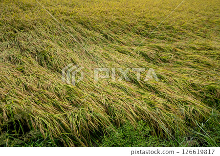 Rice plants fall 126619817