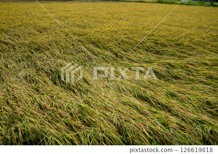 Rice plants fall Rice plants fall 126619818