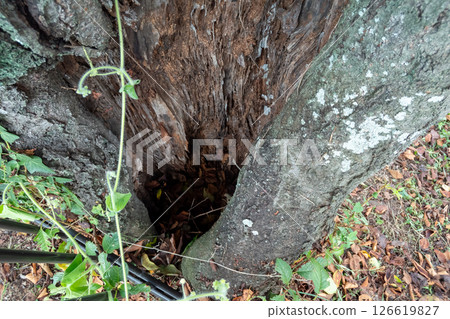 樹上的洞 樹上的洞 126619827