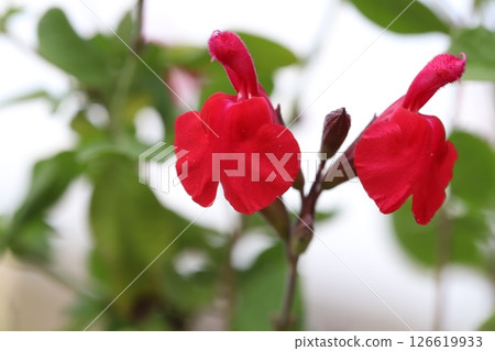春天花園裡盛開的紅櫻桃鼠尾草花 春天花園裡盛開的紅櫻桃鼠尾草花 126619933