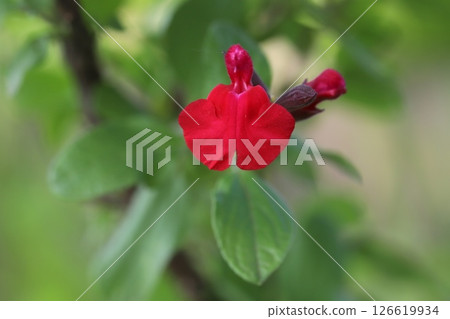 春天花園裡盛開的紅櫻桃鼠尾草花 春天花園裡盛開的紅櫻桃鼠尾草花 126619934