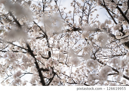 Cherry blossoms in full bloom, the moment the spring breeze fills your air⑤ 126619955
