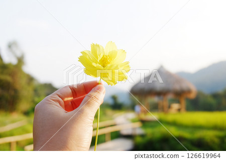 Hand holding blooming a single yellow cosmos flower with wooden pavilion with dry thatched roof in grass field and natural sunlight 126619964