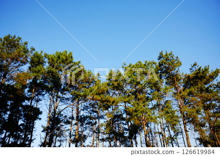 Beautiful landscape pine forest with blue sky and bright day in the mountain in Thailand 126619984