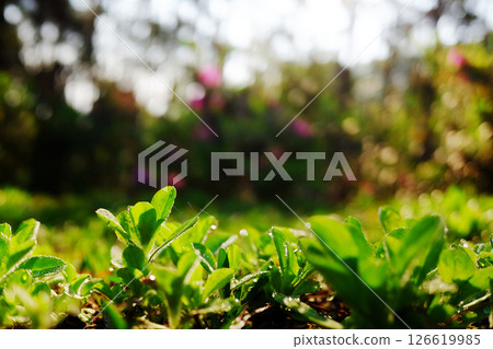 Dew drop on foliage seedling young tree and plants on soil with golden light shining through in tropical forest. Copy space 126619985