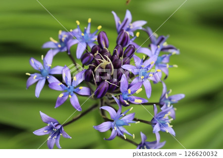 Purple flowers of Scilla peruviana blooming in a spring garden 126620032