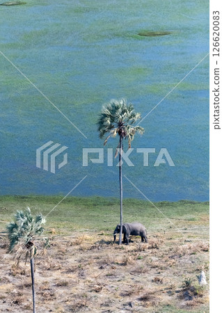 Aerial shot of an Elephant rubbing its head against a palm tree Aerial shot of an Elephant rubbing its head against a palm tree 126620083