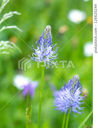 Wildflowers on blurred green background, spring, selective focus Wildflowers on blurred green background, spring, selective focus 126620244
