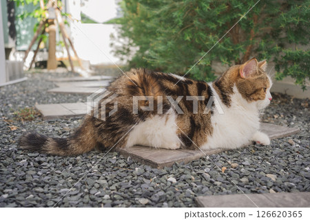 outdoor activity concept with scottish cat play on floor with pine and garden background 126620365