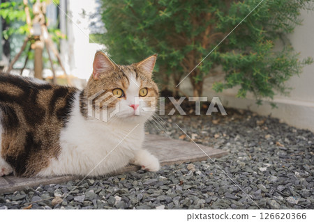 outdoor activity concept with scottish cat play on floor with pine and garden background outdoor activity concept with scottish cat play on floor with pine and garden background 126620366