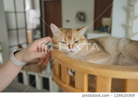 happy with cat concept with british cat play on cat house with modern home decoration background happy with cat concept with british cat play on cat house with modern home decoration background 126620369