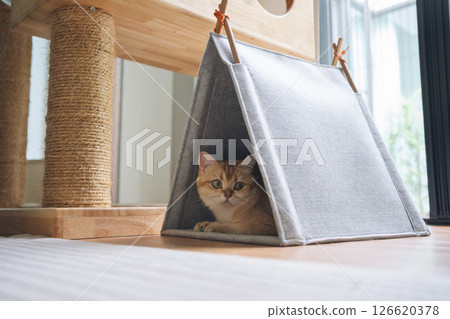 happy with cat concept with british cat play on cat house with modern home decoration background happy with cat concept with british cat play on cat house with modern home decoration background 126620378
