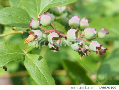 Blueberry tree with blue berries 126620499