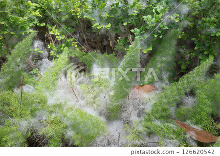 White Cotton Like Webbing Among Green Plants and Bushes 126620542