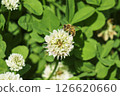 The bee and the clover 126620660