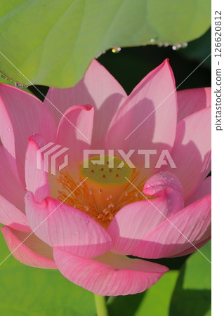 純淨綻放的蓮花 純淨綻放的蓮花 126620812