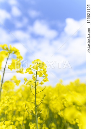 Rape flower field in full bloom 126621105