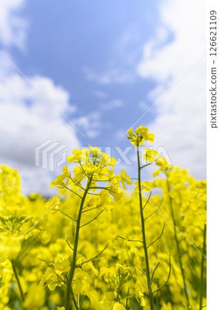 Rape flower field in full bloom 126621109