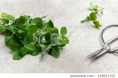 Fresh pea shoots with garden scissors on rustic surface 126621352