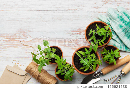 Young plants growing in terracotta pots on rustic white wooden table Young plants growing in terracotta pots on rustic white wooden table 126621388