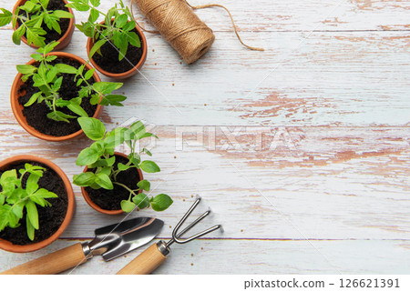Seedlings growing in terracotta pots with gardening tools on rustic white wood table 126621391